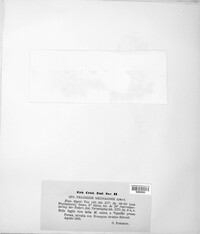 Pseudopeziza medicaginis image